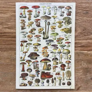 Champignons - Greeting Card