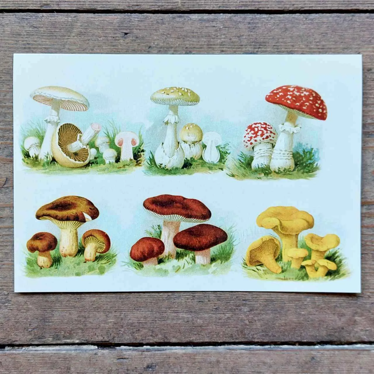 Colourful Toadstools - Greeting Card