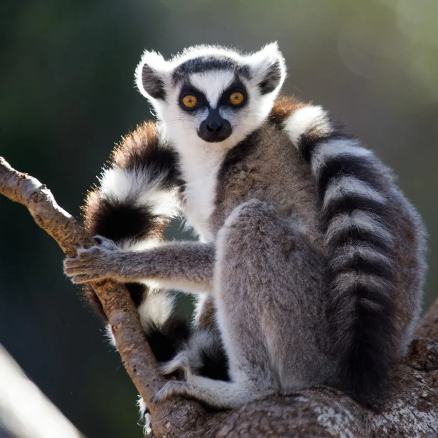 Ring-tailed lemur adoption card