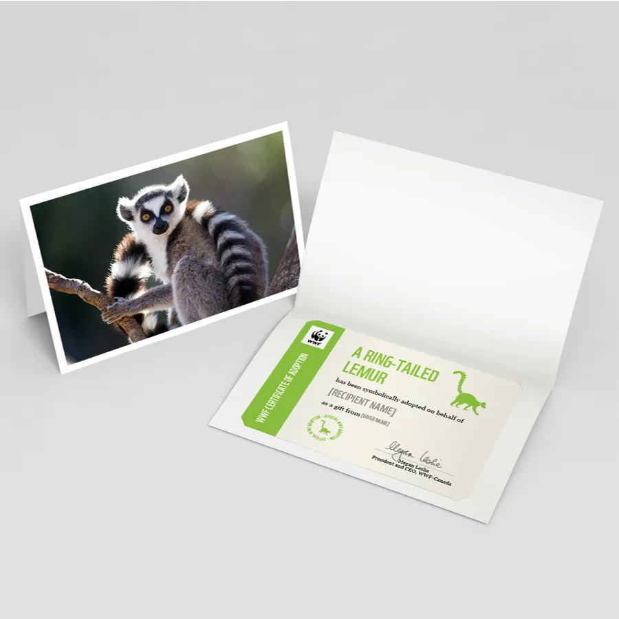 Ring-tailed lemur adoption card