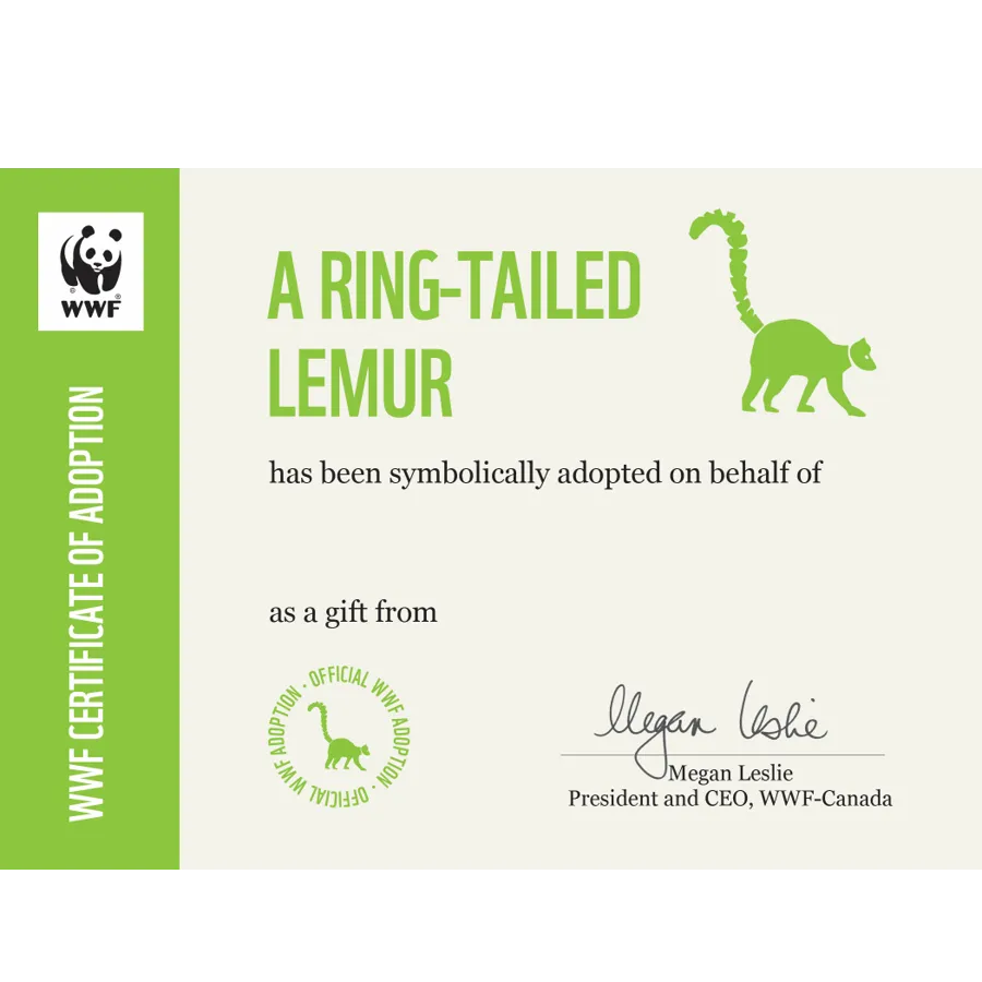 Ring-tailed lemur adoption card