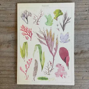 Seaweed Greeting Card