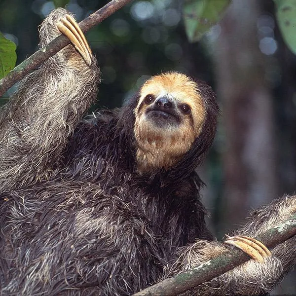 Three-toed sloth adoption card